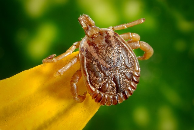 Ticks – Yikes! Gross! What to do….
