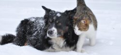 Info About Cats & Dogs